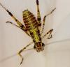 Phaneroptera sp.